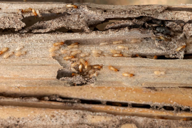 Pest Control for Restaurants in Point Clear, AL